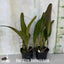 [Bare-root] #Cattleya Alliance# Blc. Pamela Hetherington 'coronation' FCC/AOS [April Preorder 26]