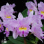 [Bare-root] #Cattleya Alliance# Blc. Pamela Hetherington 'coronation' FCC/AOS [April Preorder 26]