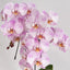 [Bare-root] Phal. Aalborg 奧爾寶 [Wishlist]