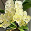 [Bare-root] #Big Lip# Phal. Allura "Excalibur" 大吉大利 [Wishlist]