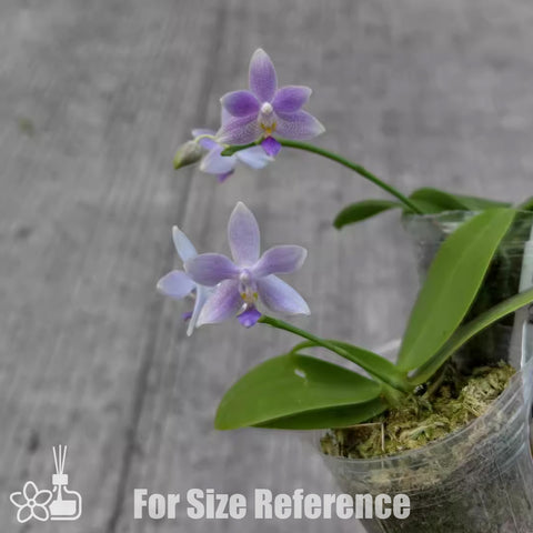 [Bare-root] Phal. equestris v. coerulea x Germaine Vincent var. blue 藍Eqx藍色文森 [April preorder] (Copy)