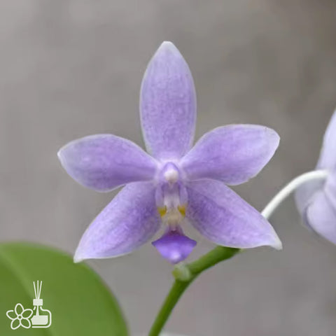 [Bare-root] Phal. equestris v. coerulea x Germaine Vincent var. blue 藍Eqx藍色文森 [April preorder] (Copy)