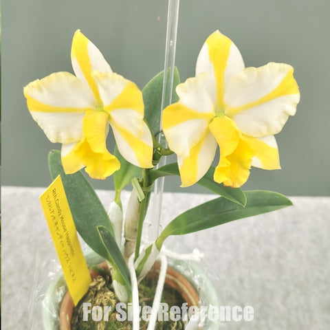 [Bare-root] #Mini Cattleya# Rth.Candy House 'Happiness' 糖果屋 [April preorder 26]