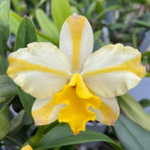 [Bare-root] #Mini Cattleya# Rth.Candy House 'Happiness' 糖果屋 [April preorder 26]