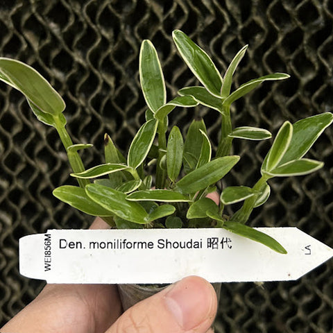 [Bare-root] Den. moniliforme 'Shoudai' 昭代 [April Neo 26]