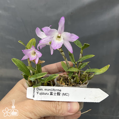 [Bare-root] Den. moniliforme 'Fujizuru' 富士鶴 [April Neo 26]