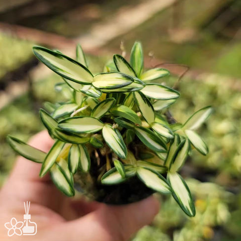 [Bare-root] Den. moniliforme 'Hwangseol' 煌雪 [April Neo 26]