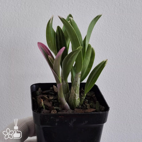 [Bare-root] Den. kingianum 'Koinosijikko' 澳洲石斛迷你白覆輪[April Neo 26]
