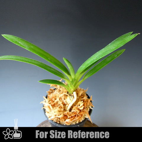[Bare-root] Neofinetia (V.) falcata 'Kocho no Mai' 胡蝶の舞  [April Neo 26]