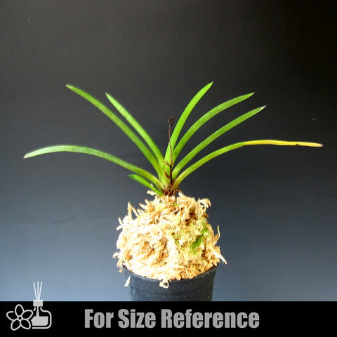 [Bare-root] Neofinetia (V.) falcata 'Shunkyuden ' 春及殿 [April Neo 26]