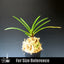 [Bare-root] Neofinetia (V.) falcata 'Shunkyuden ' 春及殿 [April Neo 26]