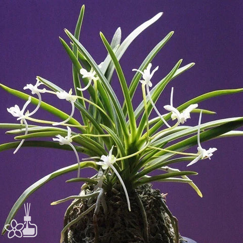 [Bare-root] Neofinetia (V.) falcata 'Kocho no Mai' 胡蝶の舞  [April Neo 26]
