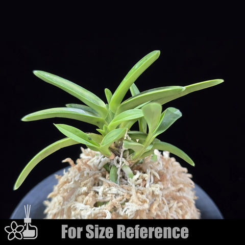 [Bare-root] Neofinetia (V.) falcata 'Kinkujaku' 金孔雀  [April Neo 26]