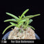 [Bare-root] Neofinetia (V.) falcata 'Kinkujaku' 金孔雀  [April Neo 26]