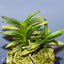 [Bare-root] Neofinetia (V.) falcata 'Kinkujaku' 金孔雀  [April Neo 26]