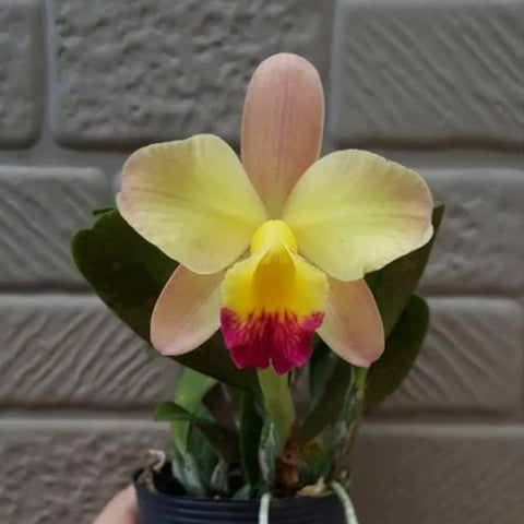 [Bare-Root] #Mini Cat# (Sc.Beaufort x Lc.Orglade's )'Kewpie' 'Kewpie'  [April Preorder 26]