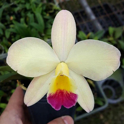 [Bare-Root] #Mini Cat# (Sc.Beaufort x Lc.Orglade's )'Kewpie' 'Kewpie'  [April Preorder 26]