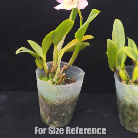 [Bare-Root] #Mini Cat# Cattlianthe Fairyland [April Preorder 26]