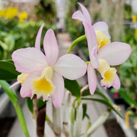 [Bare-Root] #Mini Cat# Cattlianthe Fairyland [April Preorder 26]