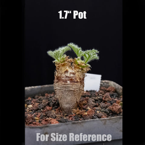 [Bare-root] Pelargonium appendiculatum 羽葉洋葵 [Preorder]