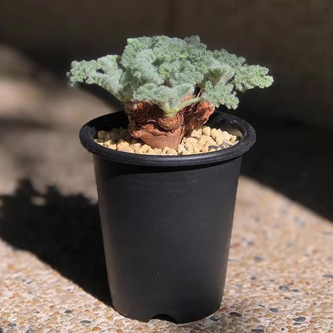 [Bare-root] Pelargonium appendiculatum 羽葉洋葵 [Preorder]
