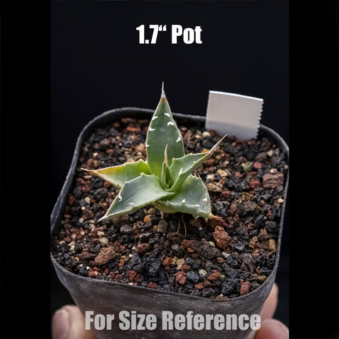 [Bare-root] Agave utahensis var. eborispina EB曲刺妖炎 [Preorder]