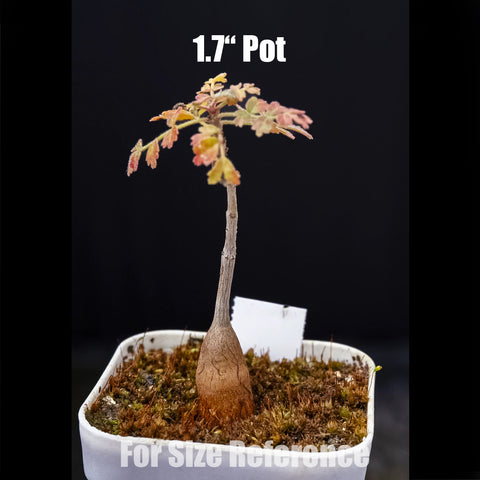 [Bare-root] Pachycormus discolor 橡木漆樹 [Preorder]
