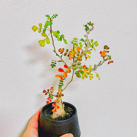 [Bare-root] Pachycormus discolor 橡木漆樹 [Preorder]