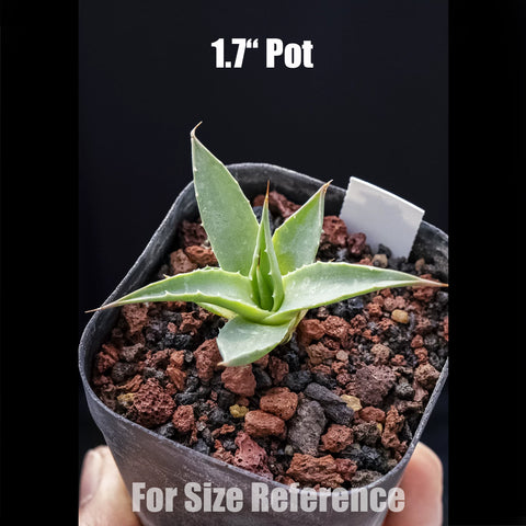 [Bare-root] Agave utahensis var. nevadensis 內華達妖炎 [Preorder]