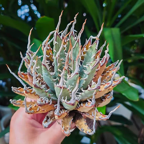 [Bare-root] Agave utahensis var. nevadensis 內華達妖炎 [Preorder]
