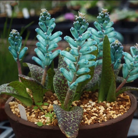 [Bare-root] Lachenalia viridiflora 綠松石 [Preorder]