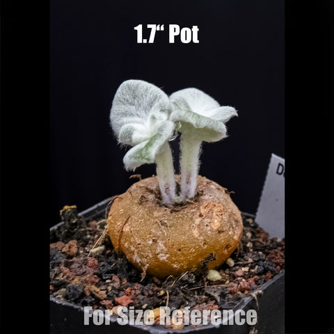 [Bare-root] Sinningia leucotricha 斷崖女王月宴 [Preorder]
