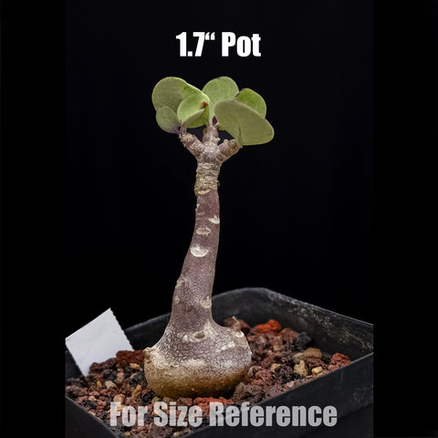 [Bare-root] Othonna triplinervia	美尻厚敦菊 [Preorder]