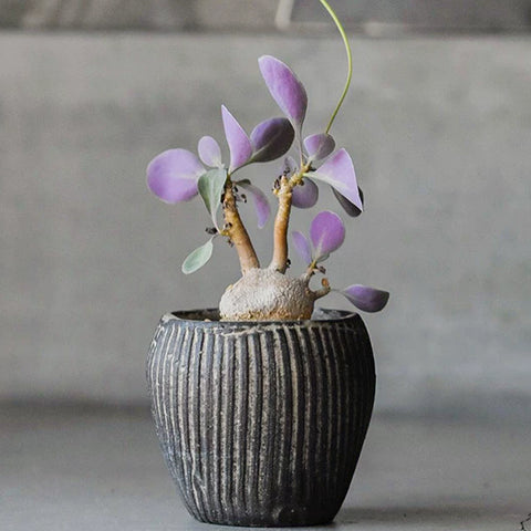 [Bare-root] Othonna triplinervia	美尻厚敦菊 [Preorder]
