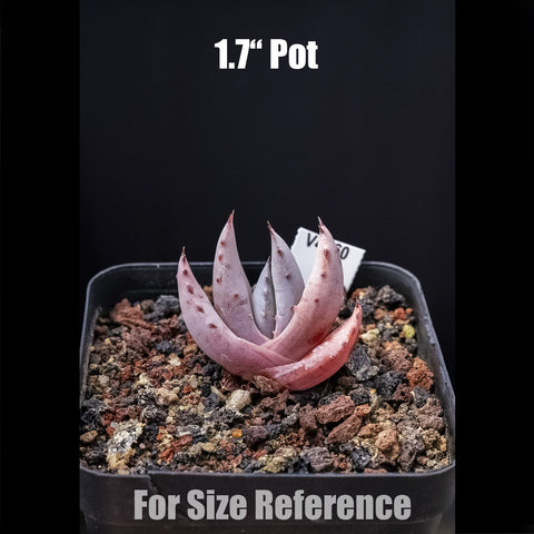 [Bare-root] Aloe peglerae 柚加蘆薈 [Preorder]