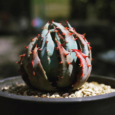 [Bare-root] Aloe peglerae 柚加蘆薈 [Preorder]