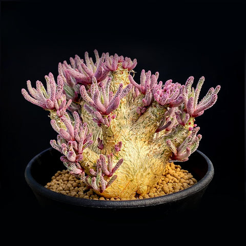 [Bare-root] Phyllobolus resurgens 天雕塊根 [Preorder]