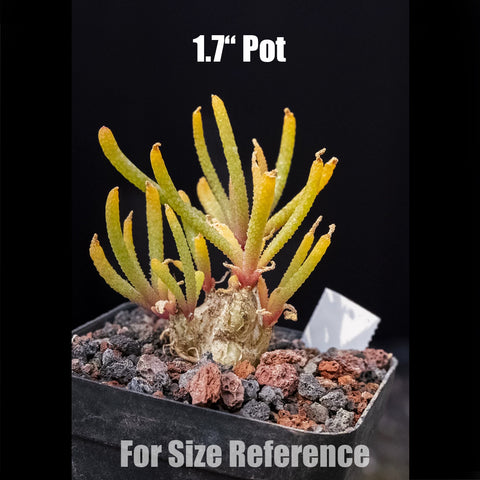 [Bare-root] Phyllobolus resurgens 天雕塊根 [Preorder]