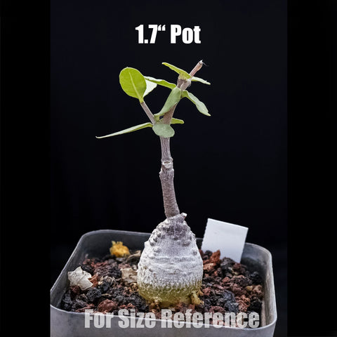 [Bare-root] Fockea edulis 火星人 [Preorder]