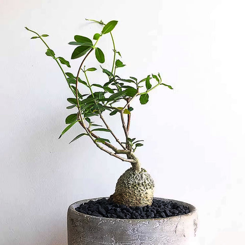 [Bare-root] Fockea edulis 火星人 [Preorder]
