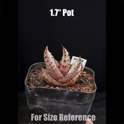 [Bare-root] Aloe marlothii 鬼切丸蘆薈 [Preorder]