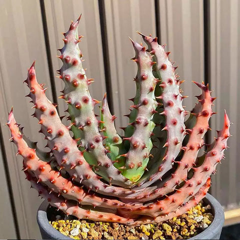 [Bare-root] Aloe marlothii 鬼切丸蘆薈 [Preorder]