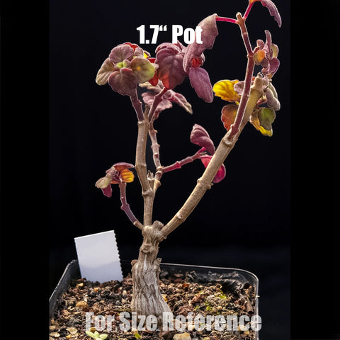 [Bare-root] Plectranthus ernstii 愛氏延命草 [Preorder]