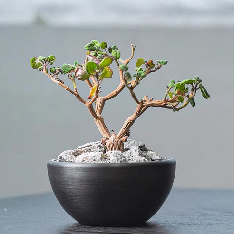 [Bare-root] Plectranthus ernstii 愛氏延命草 [Preorder]