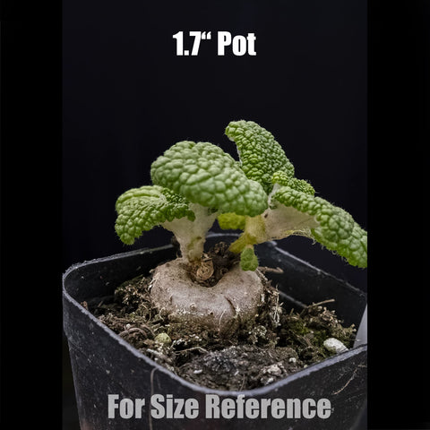 [Bare-root] Sinningia bullata 斷崖王子 [Preorder]