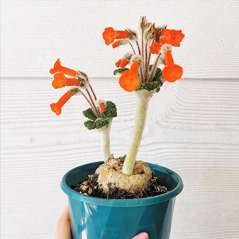[Bare-root] Sinningia bullata 斷崖王子 [Preorder]