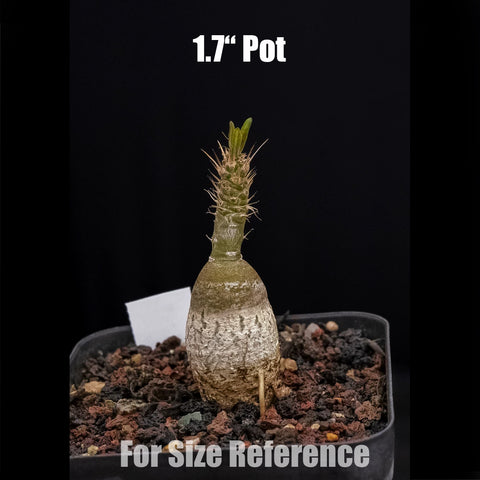 [Bare-root] Pachypodium succulentum 天馬空 [Preorder]