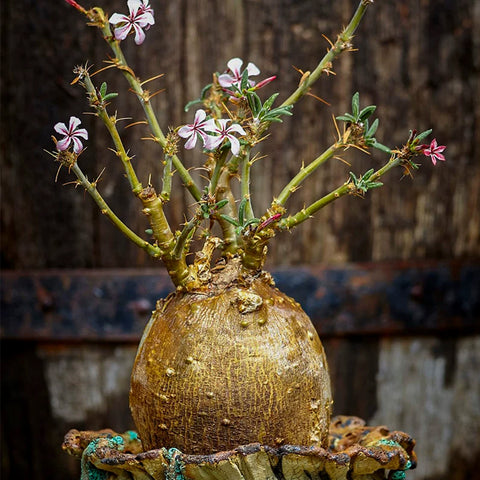 [Bare-root] Pachypodium succulentum 天馬空 [Preorder]