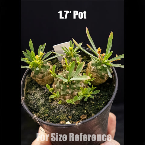 [Bare-root] Euphorbia 'Gabizan'	峨眉山大戟 [Preorder]