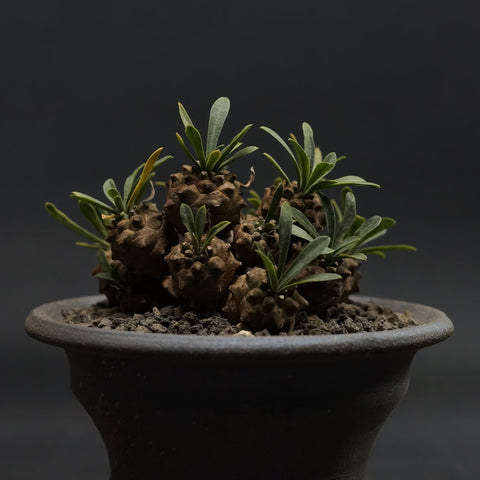 [Bare-root] Euphorbia 'Gabizan'	峨眉山大戟 [Preorder]